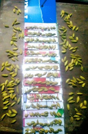 Alachi|50Rs-15pices